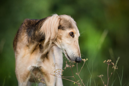 Should I Muzzle a Dog That Eats Everything?