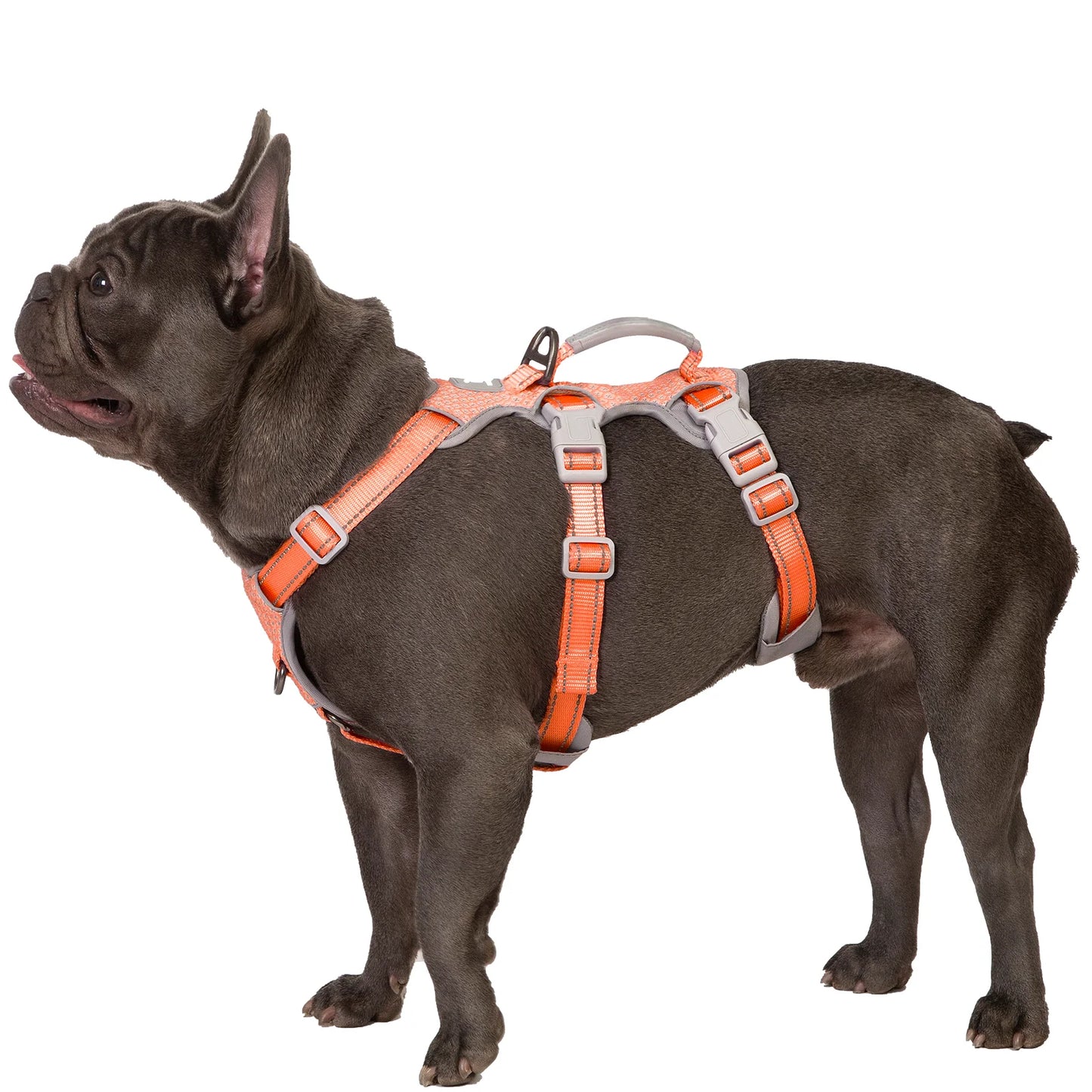 Spooky Dog Harness