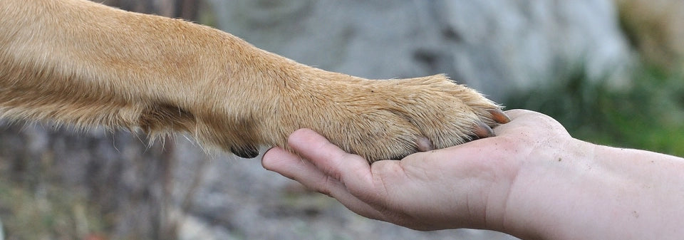 We support dog rescue