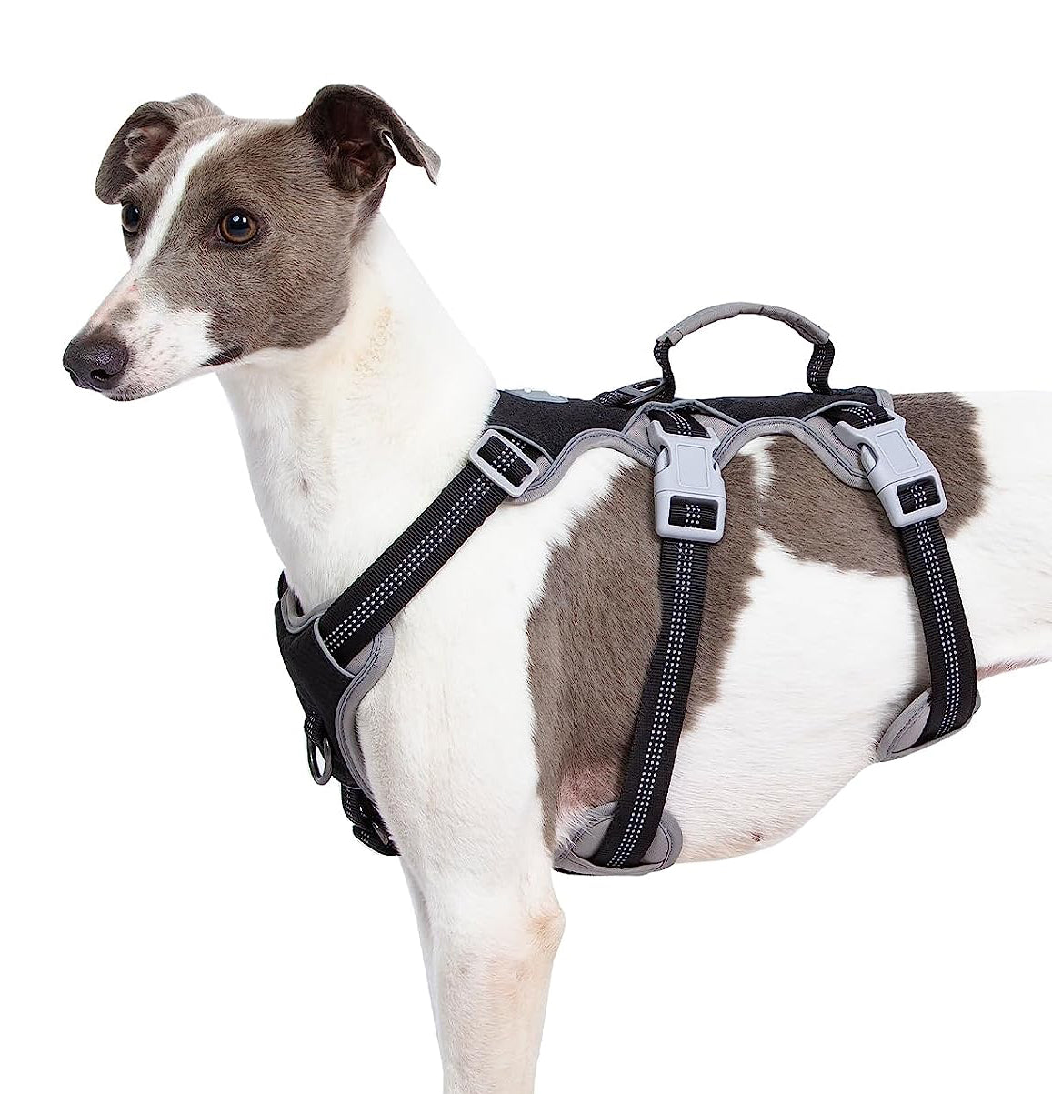 Spooky Dog Harness