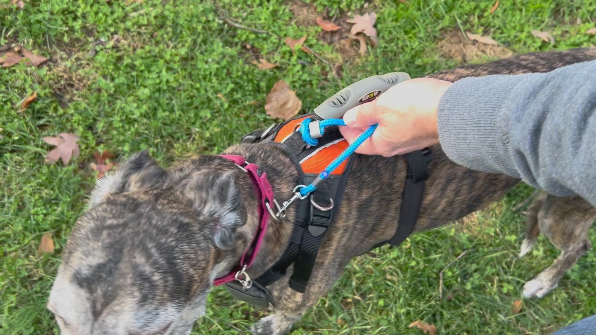 video showing how to attach collar and harness using leash safety strap