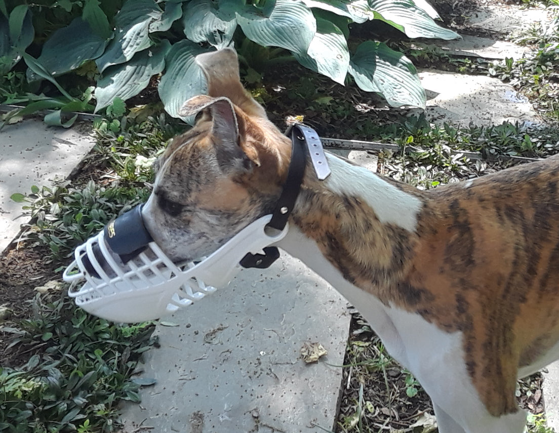 Hound Safe® Whippet Muzzle