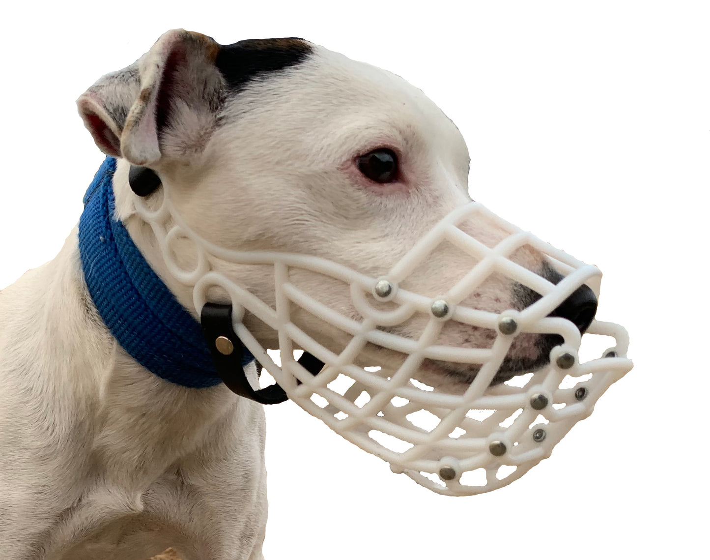 Whippet Dog Muzzle