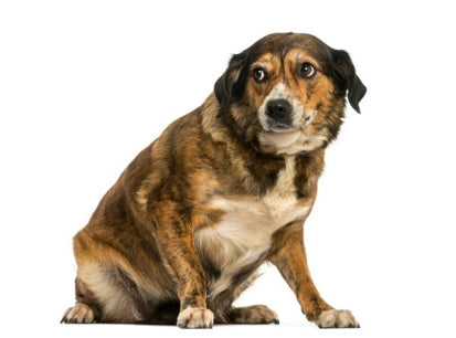 Spotting Discomfort in Your Dog