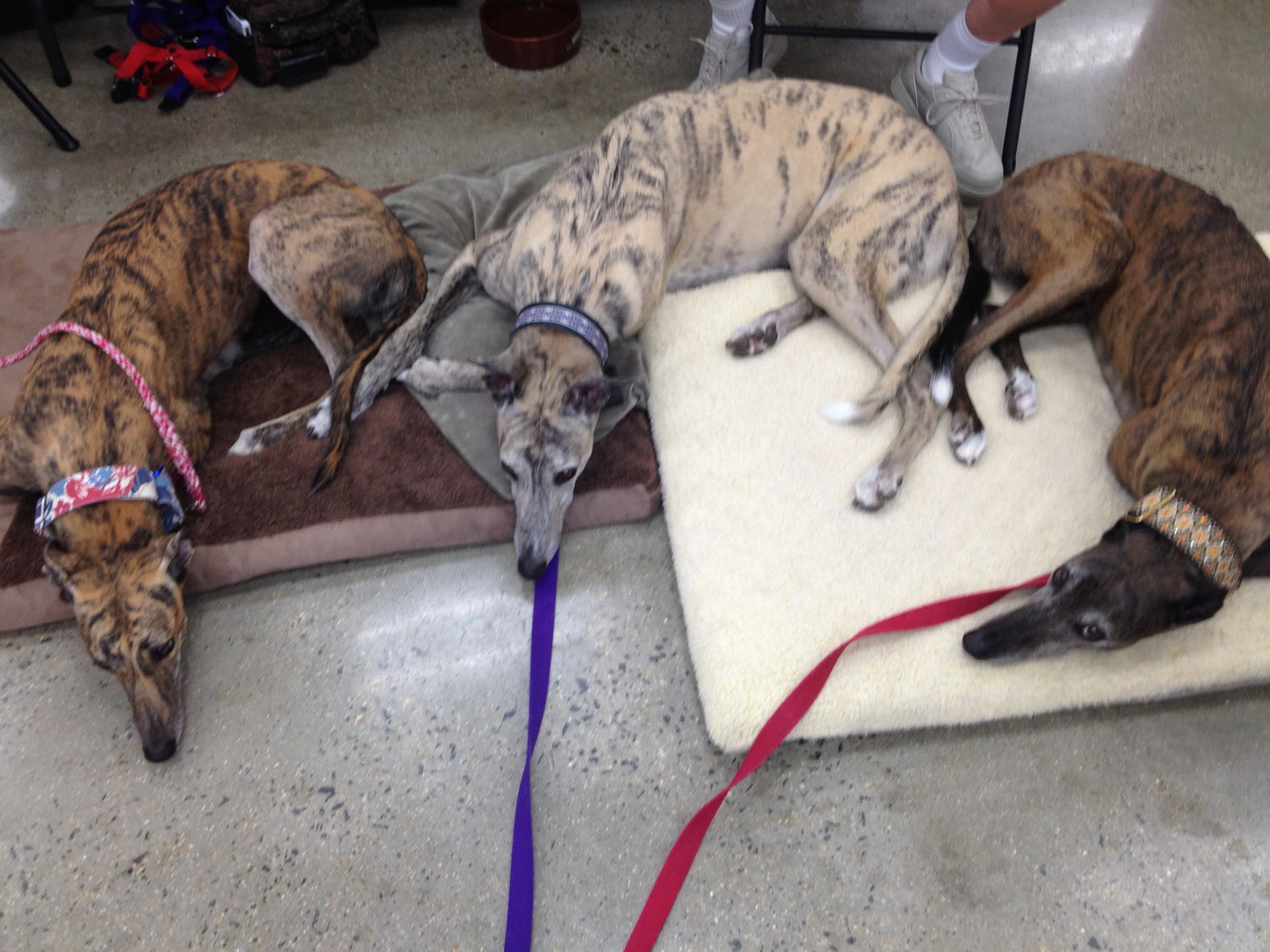 Greyhounds Chilling