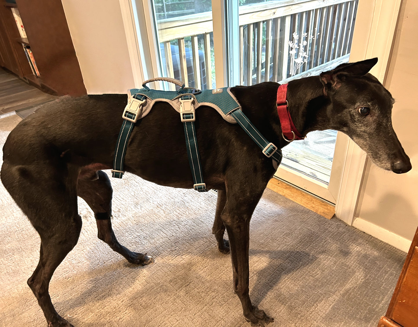 Spooky Dog Harness