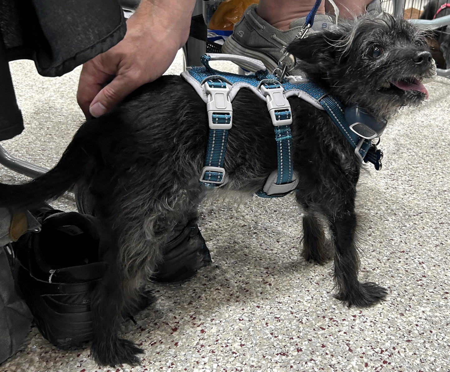 Spooky Dog Harness