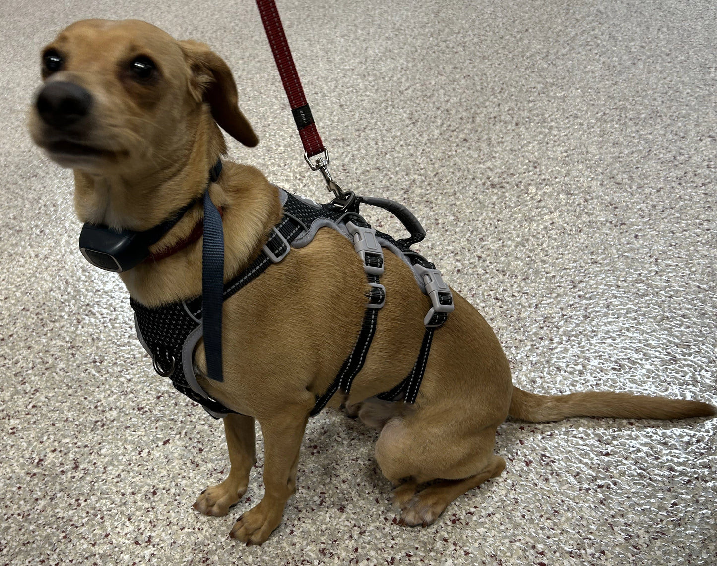 Spooky Dog Harness