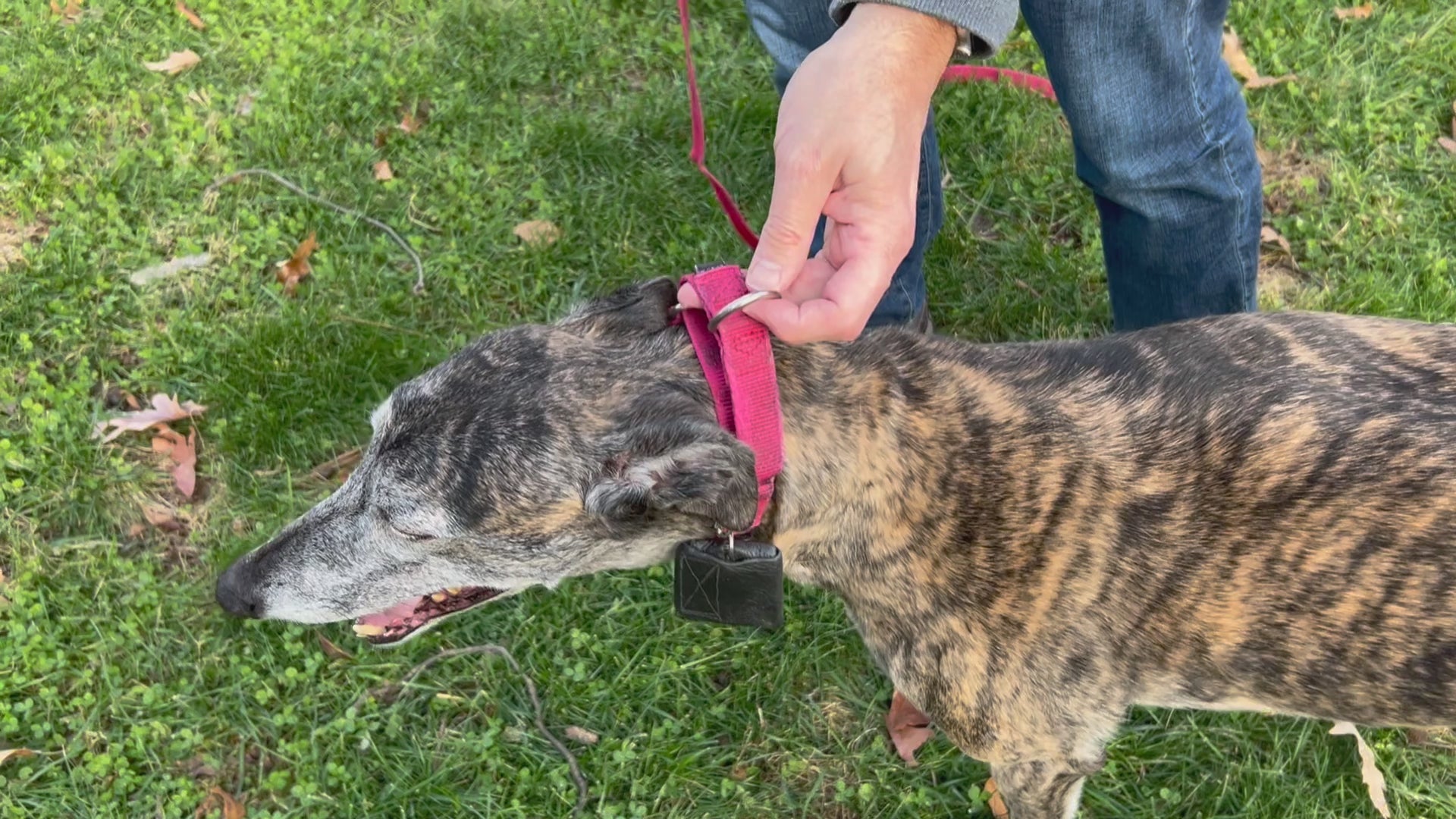 video showing how to attach leash safety strap to collar