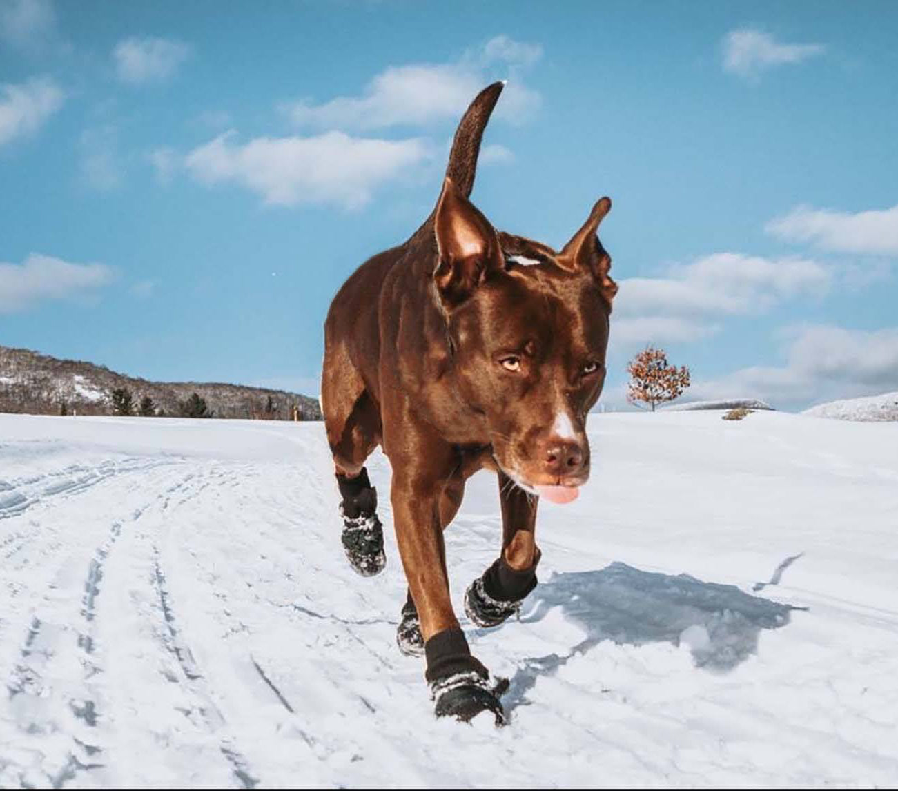 Mushers à neige Muttluks