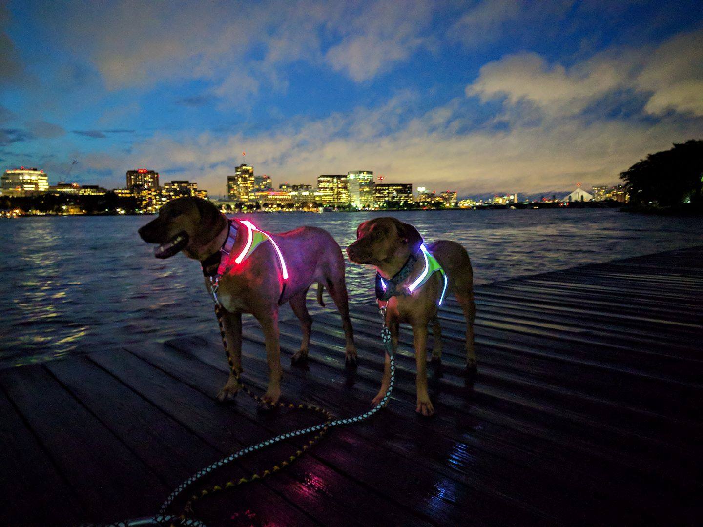 Lighted Dog Harness