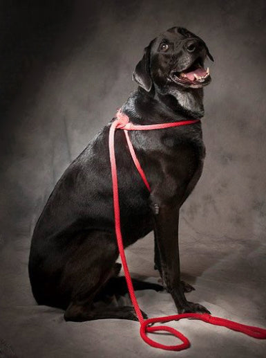 Harnesslead Dog Leash and Harness