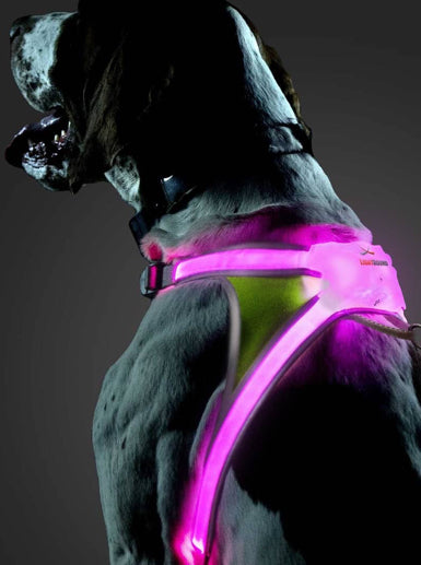 Lighted Dog Harness