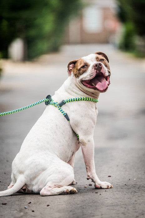 Harnesslead Dog Leash and Harness