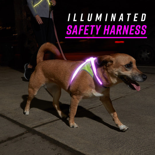 LightHound Rechargeable Lighted Harness