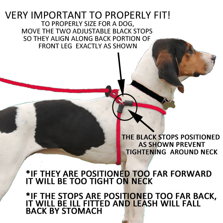 Harnesslead Dog Leash and Harness