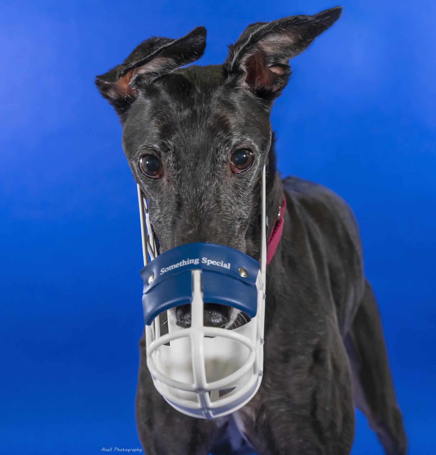 Double-Padded Greyhound Basket Muzzle