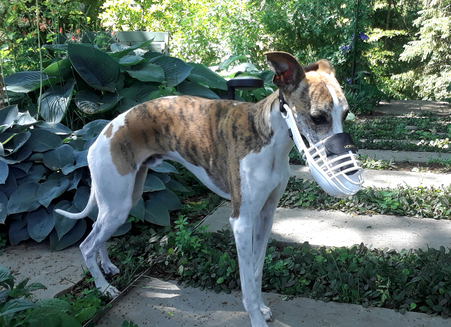 Hound Safe® Whippet Muzzle