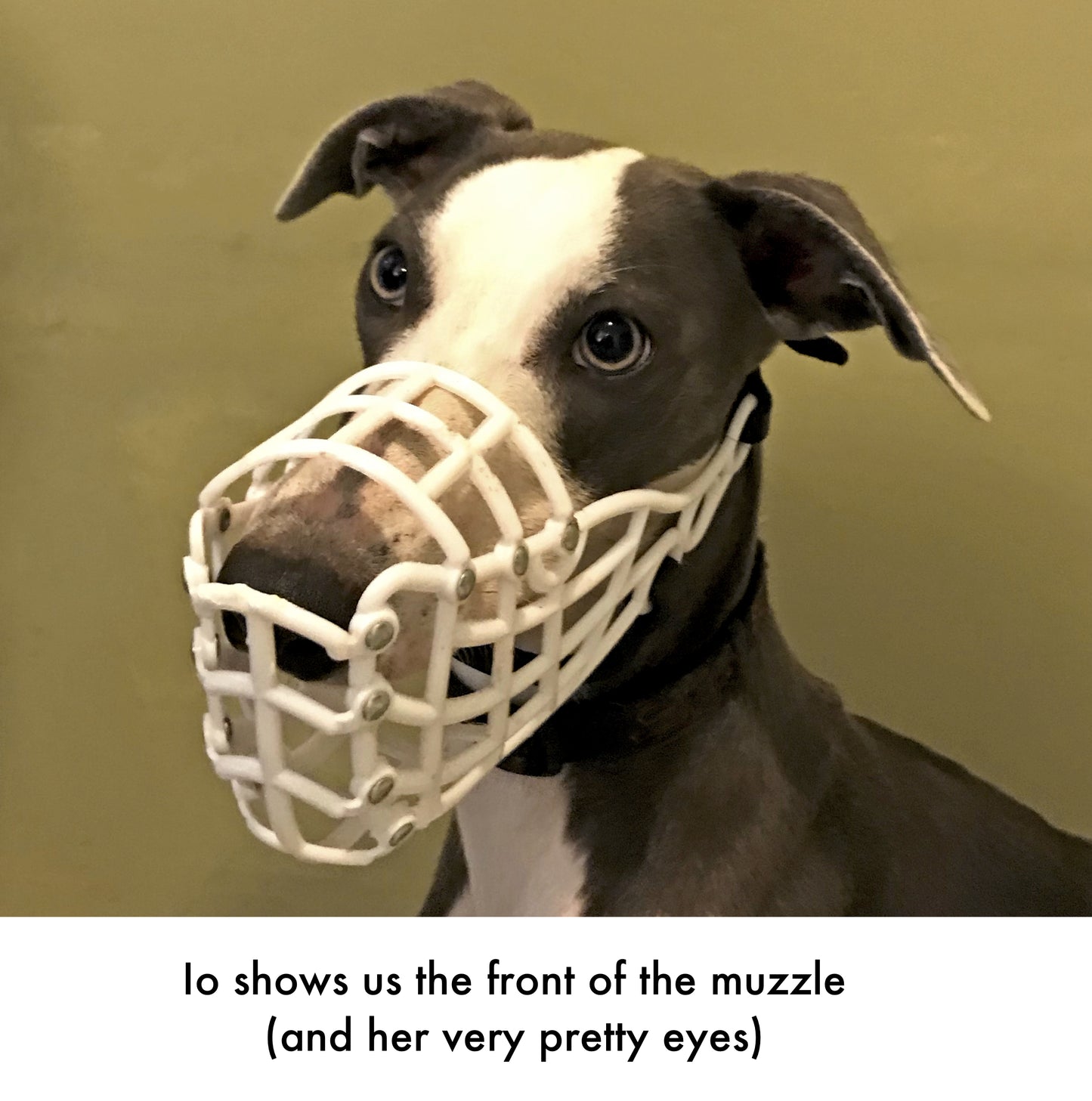 Whippet Muzzle (Irish style)