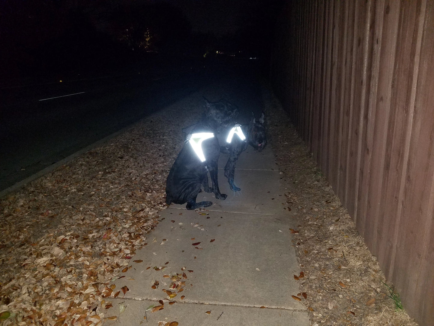 LightHound Rechargeable Lighted Harness