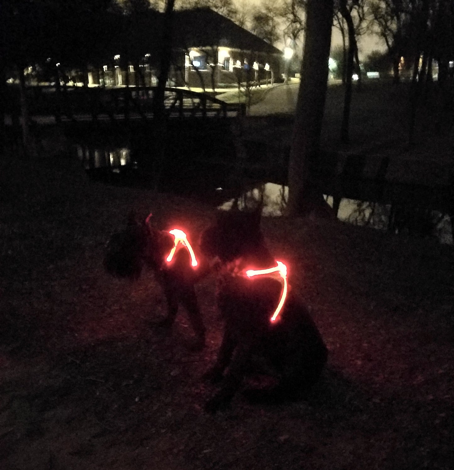 Harnais lumineux rechargeable LightHound