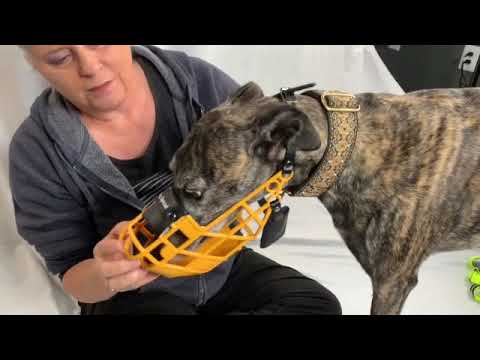 video showing how to put on a basket muzzle