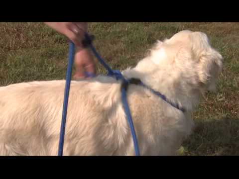 How to put on the Harness Lead