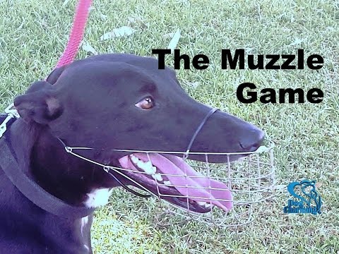 Video showing how to teach your dog to tolerate his muzzle