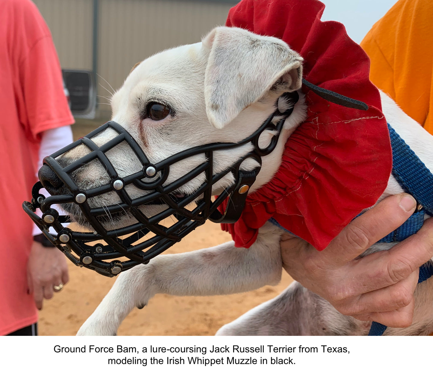 Whippet Muzzle (Irish style)