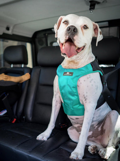 Sleepypod Clickit Terrain dog harness for the car