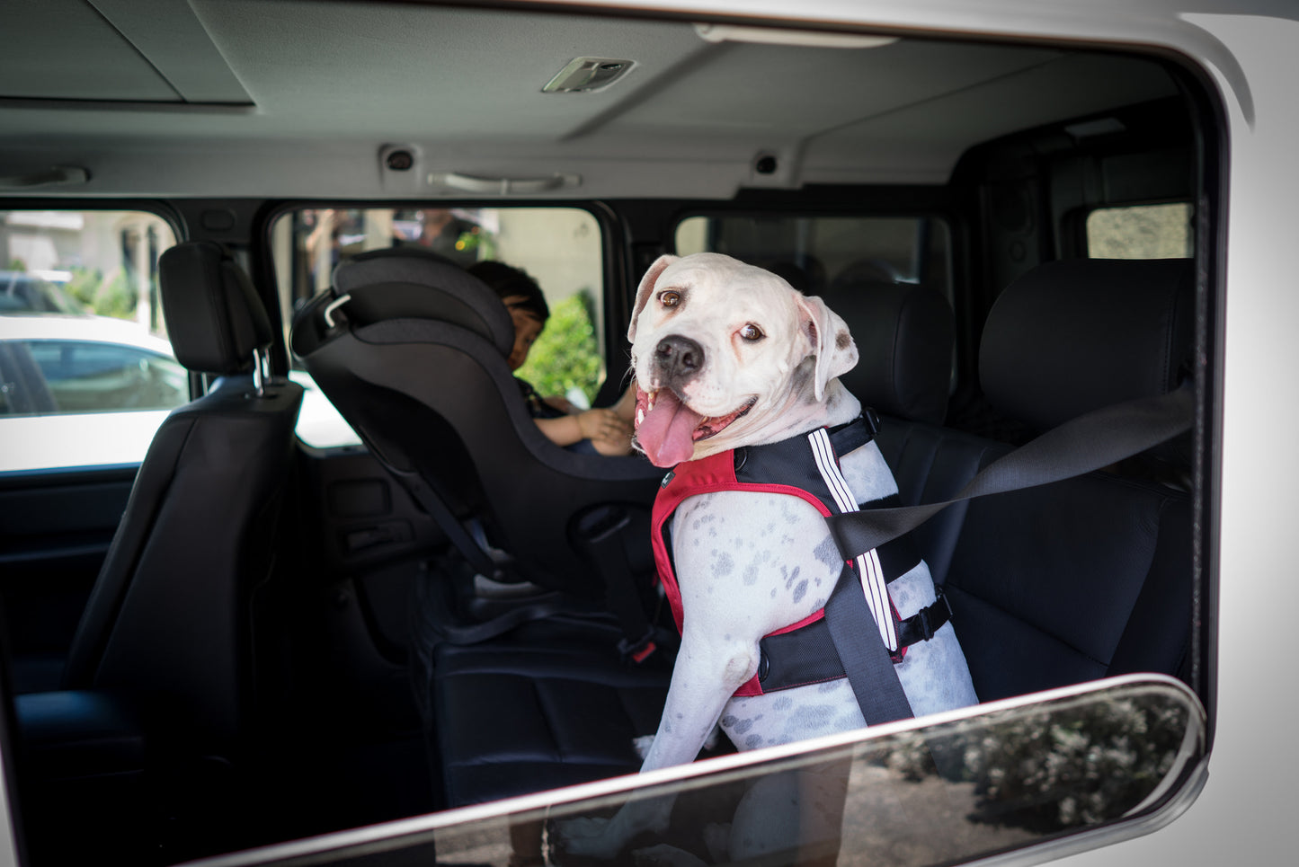 Sleepypod Clickit Terrain dog harness for the car