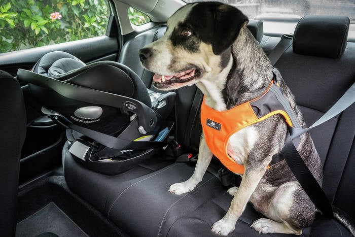 Sleepypod Clickit Terrain dog harness for the car