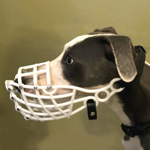 Whippet Muzzle (Irish style)